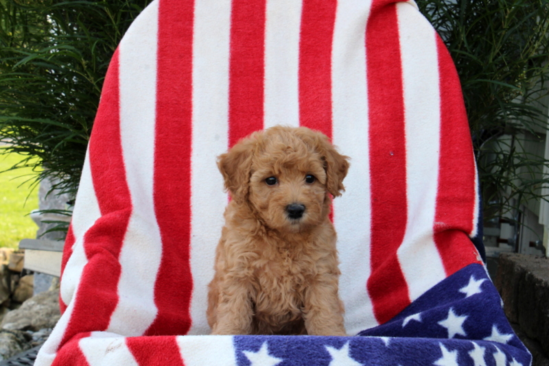 puppy, for, sale, Morki-Poo, Matthew B. Stoltzfus, dog, breeder, Gap, PA, dog-breeder, puppy-for-sale, forsale, nearby, find, puppyfind, locator, puppylocator, aca
